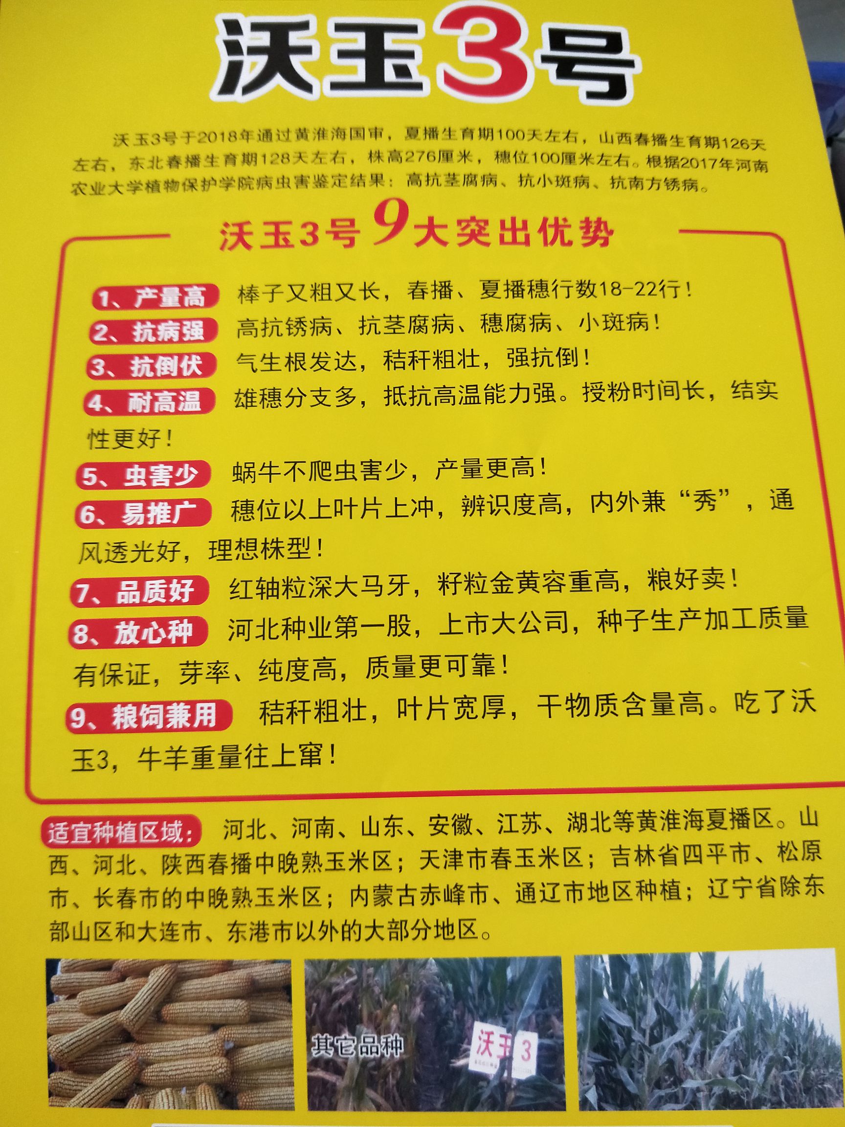 沃玉3号玉米种子高产抗病能力强抗倒适合全国大部分