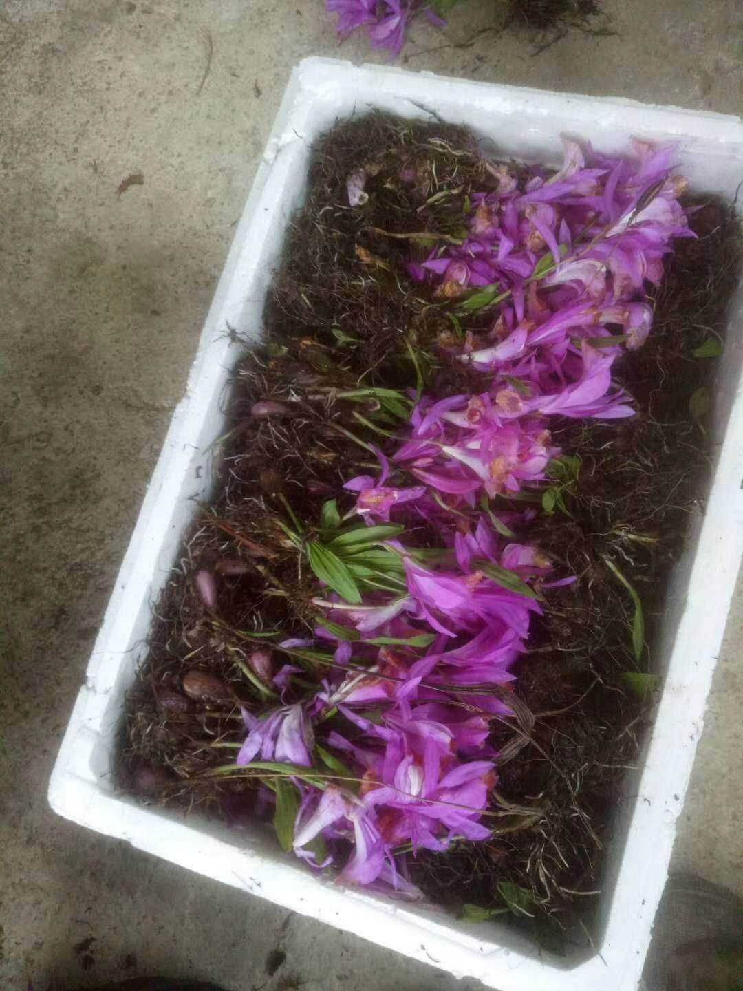 冰球子,独蒜兰,正宗入药典,折干率含药量高