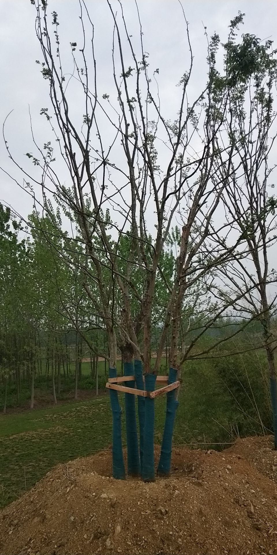 丛生榔榆价格丛生榔榆基地