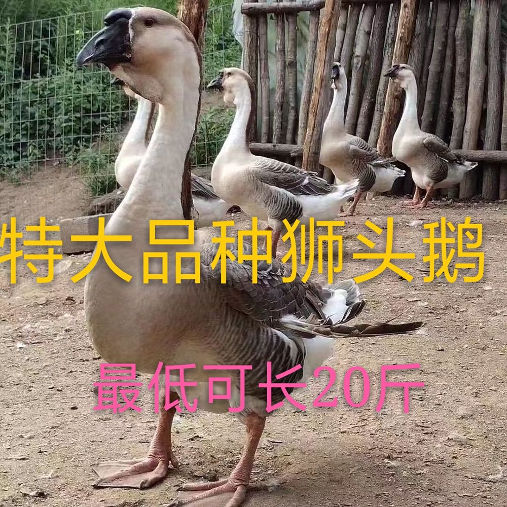 鹅苗活体狮头鹅苗三花鹅苗产蛋王白鹅苗现活全场5只包邮买五送一