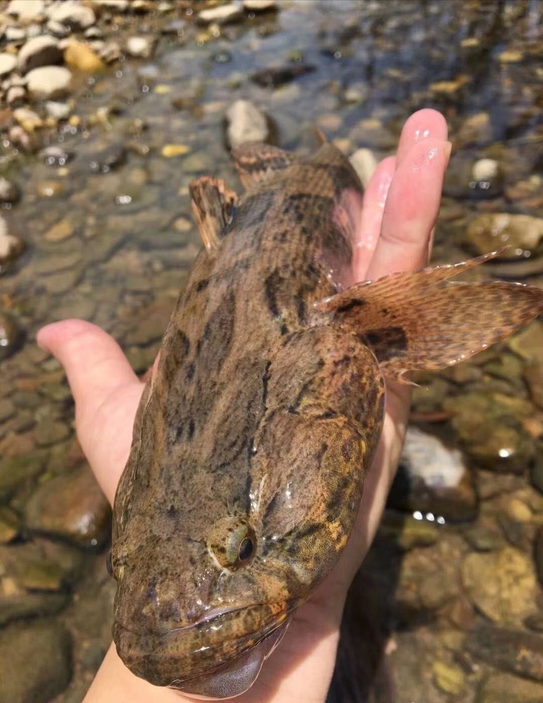 鲜*沙塘鳢(笋壳鱼)