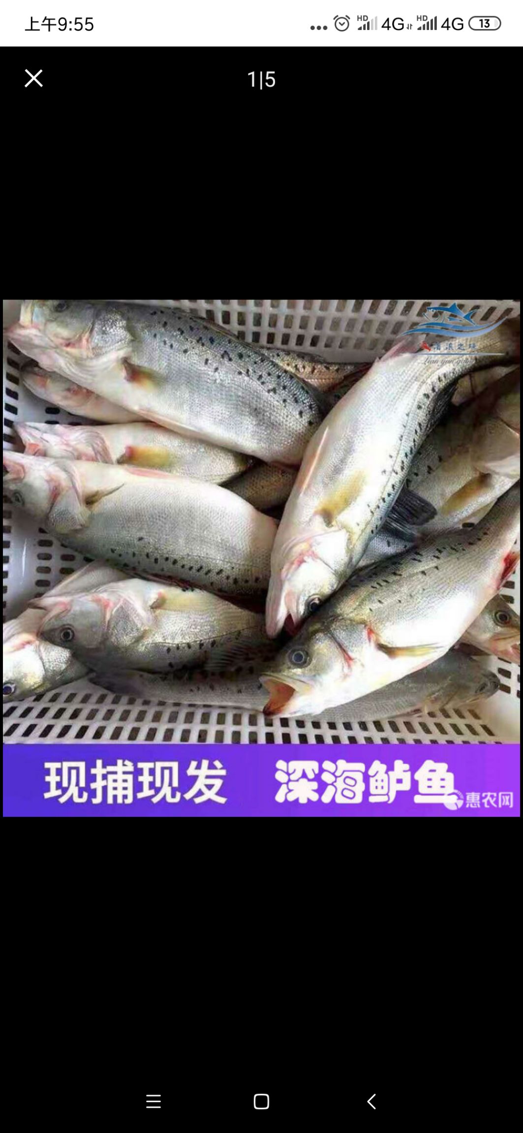 供应山东东营渤海湾七星鲈鱼苗 海鲈苗,花鲈苗,寨花鲈鱼苗