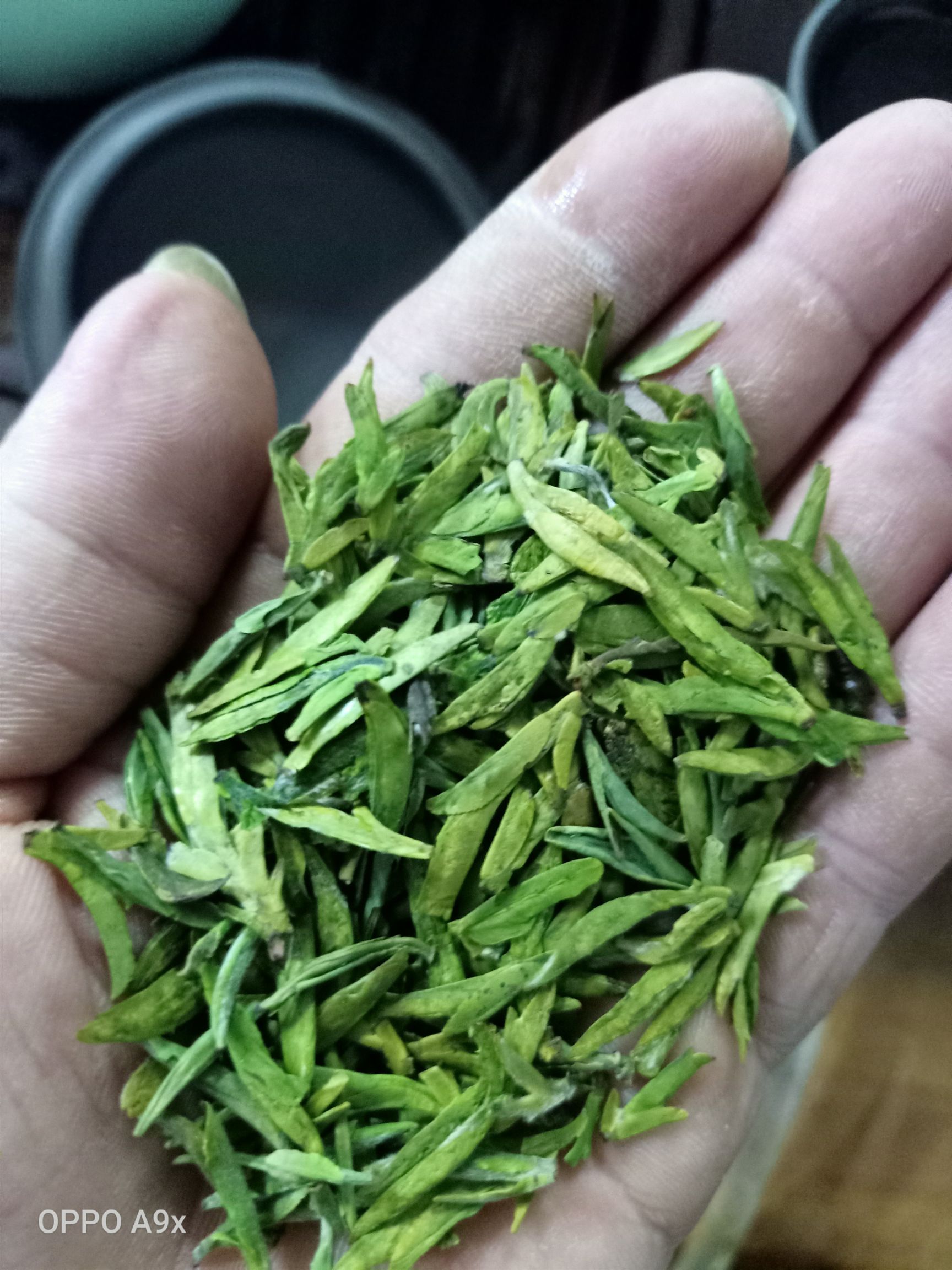 我是认真做茶叶的,安吉白茶乌牛早龙井43黄金茶桂圆六号