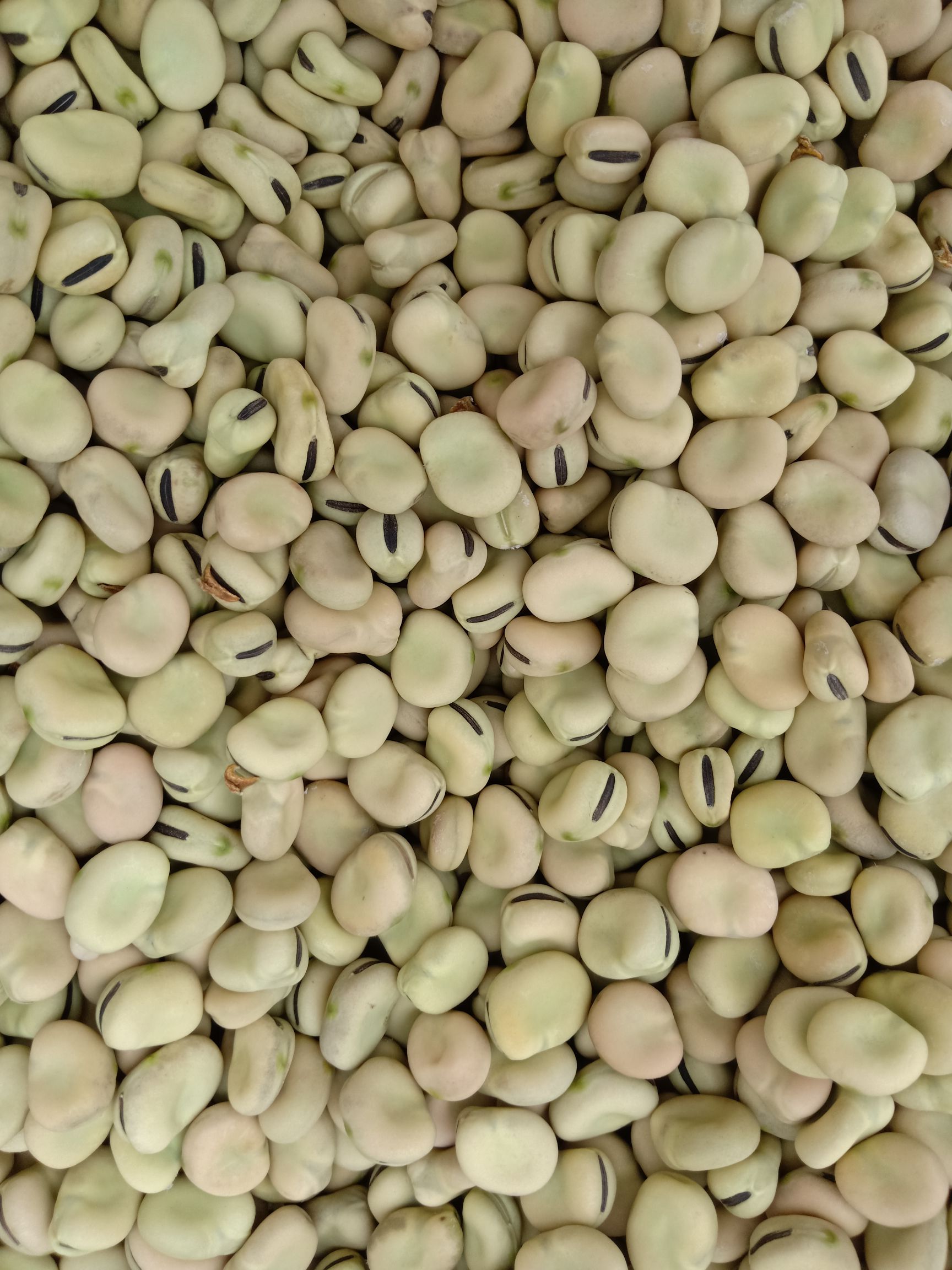 蚕豆 小米豆