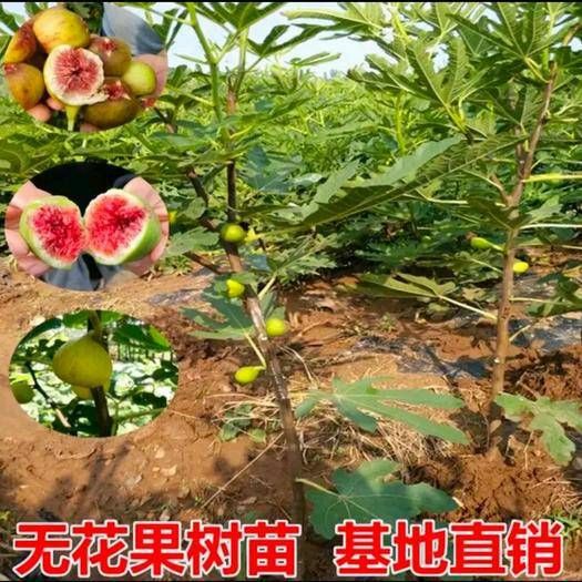 无花果树盆栽青皮波姬红无花果苗庭院阳台南北方种植当年结果树苗