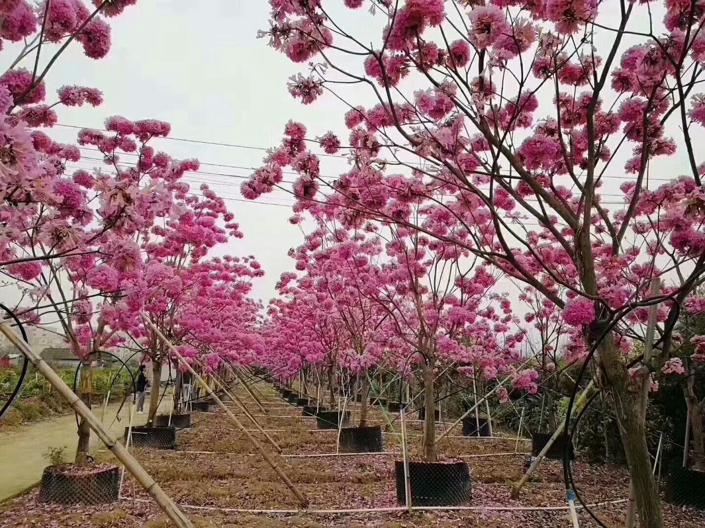 紫花风铃木种子