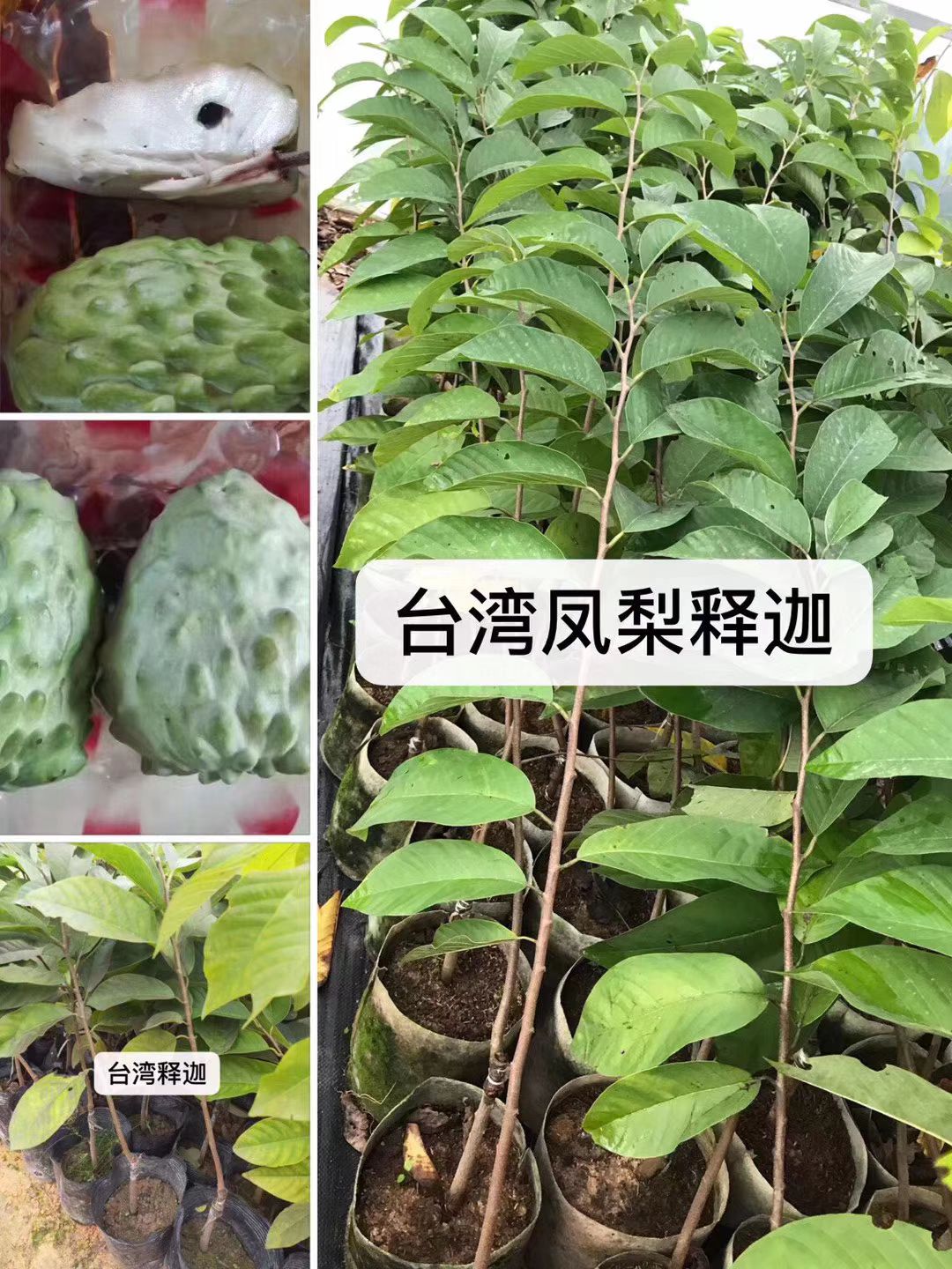 释迦果苗  台湾凤梨释迦苗,正品嫁接苗带土球发货 20.00 元/棵