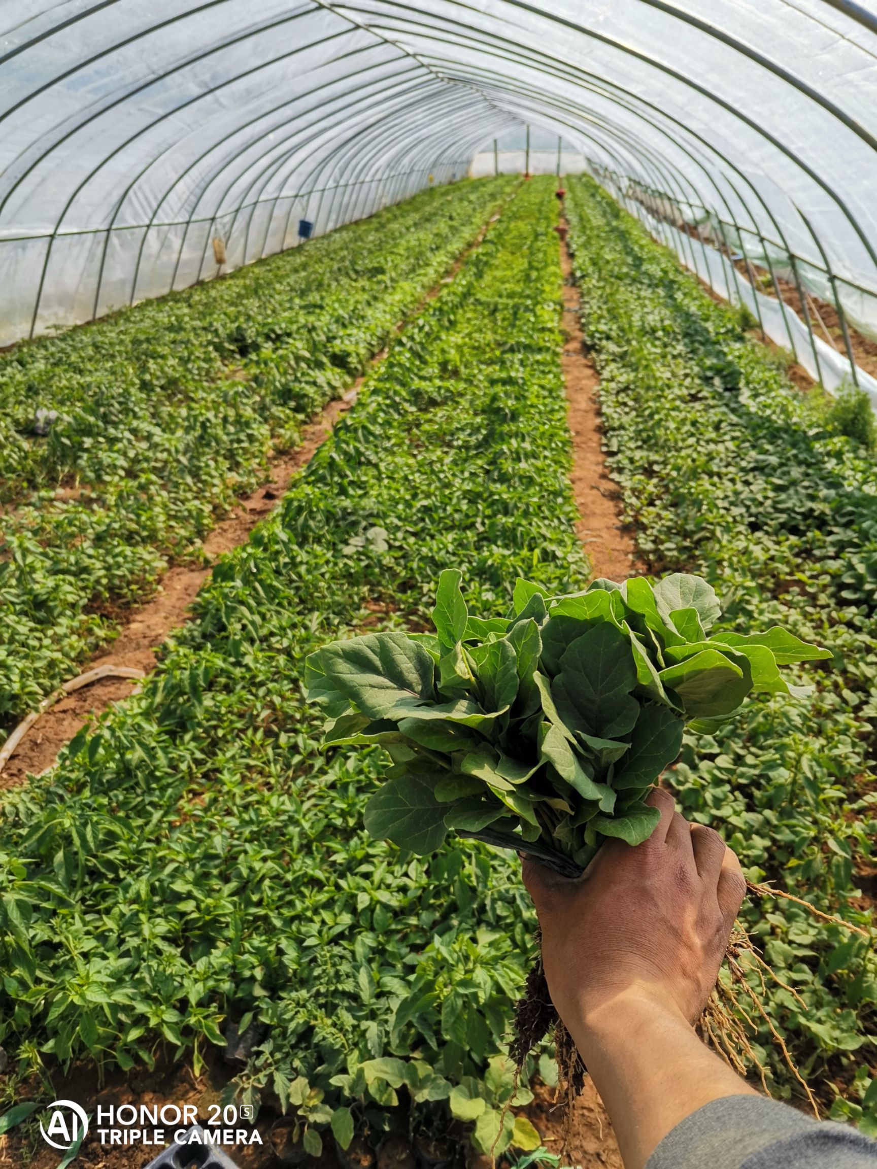 圆茄子苗自家蔬菜大棚育苗,欢迎实地考察