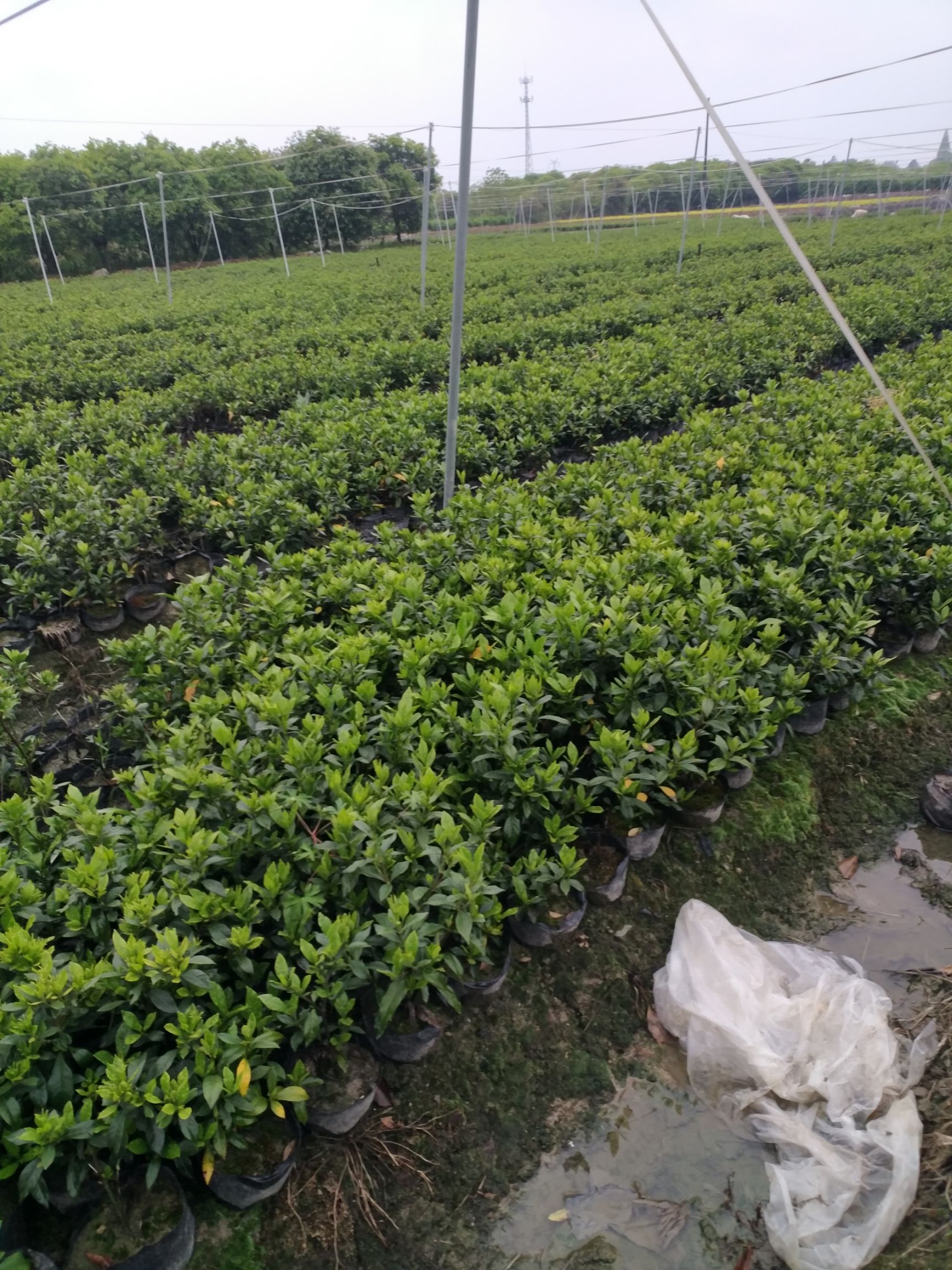 海桐大杯苗