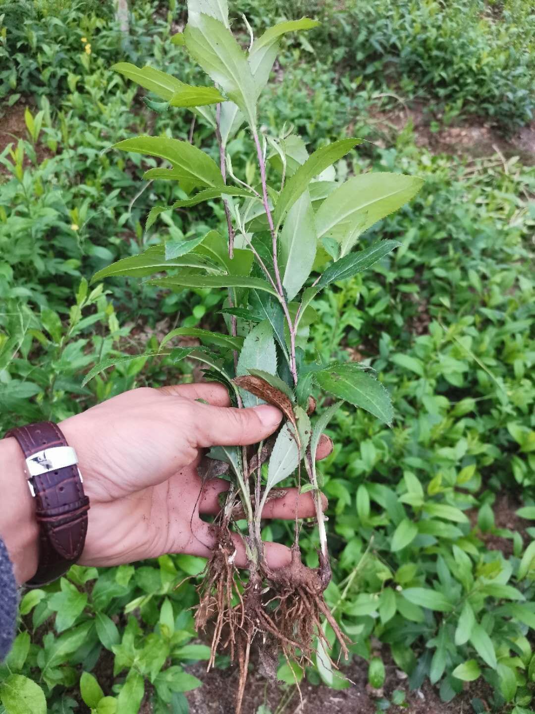 苍术种苗 苍术苗,朱砂点苍术,2年以上块茎2公分起步