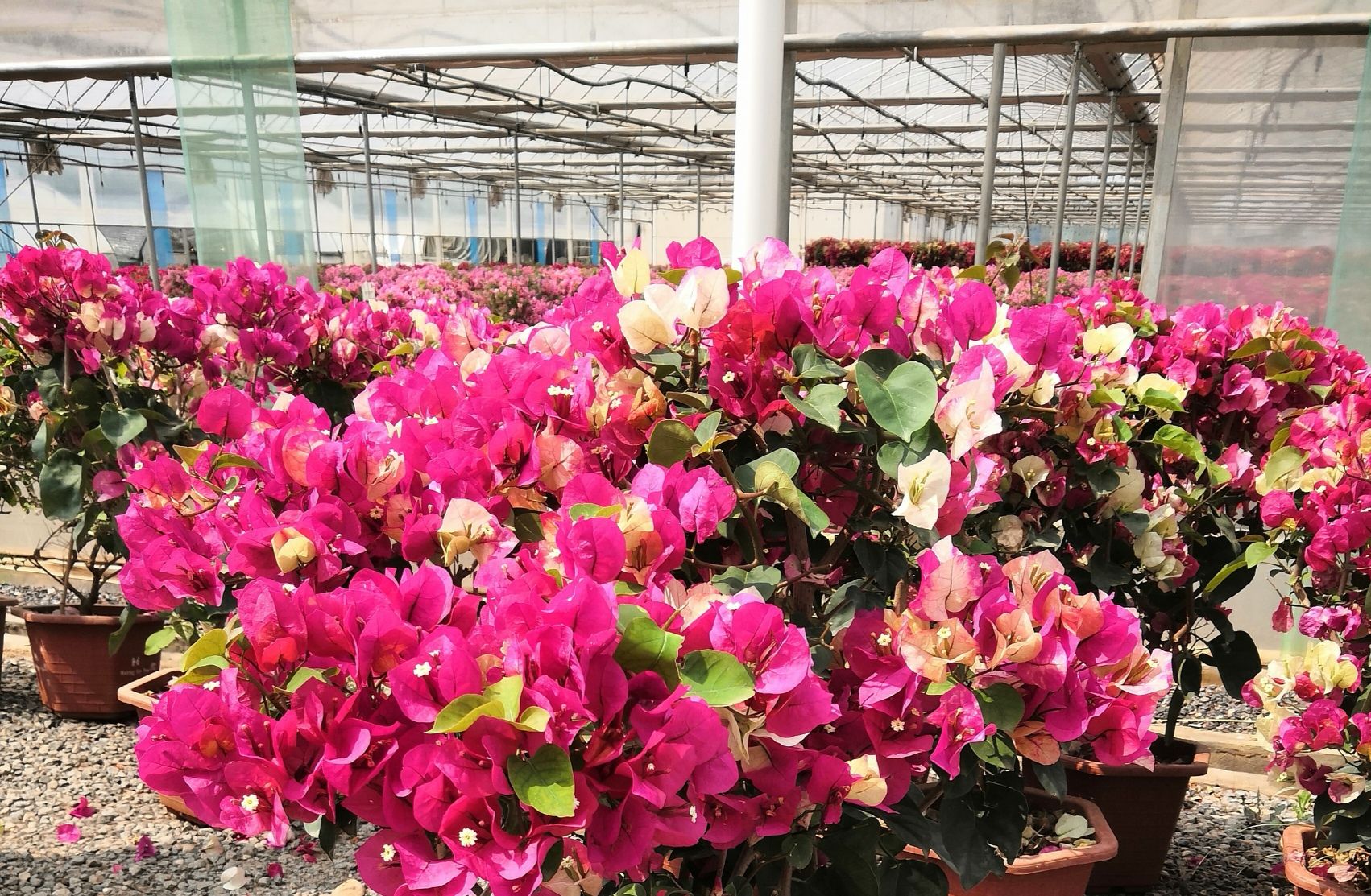三角梅重瓣粉红四季开花不断室内外观花卉爬藤植物好养易活包邮