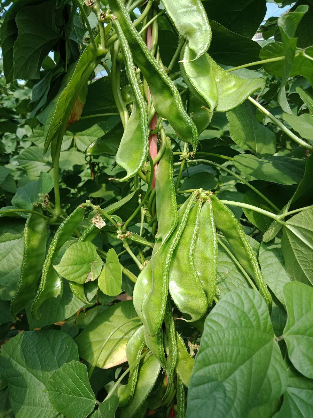 眉豆,绿扁豆大量供应,有需要的联系