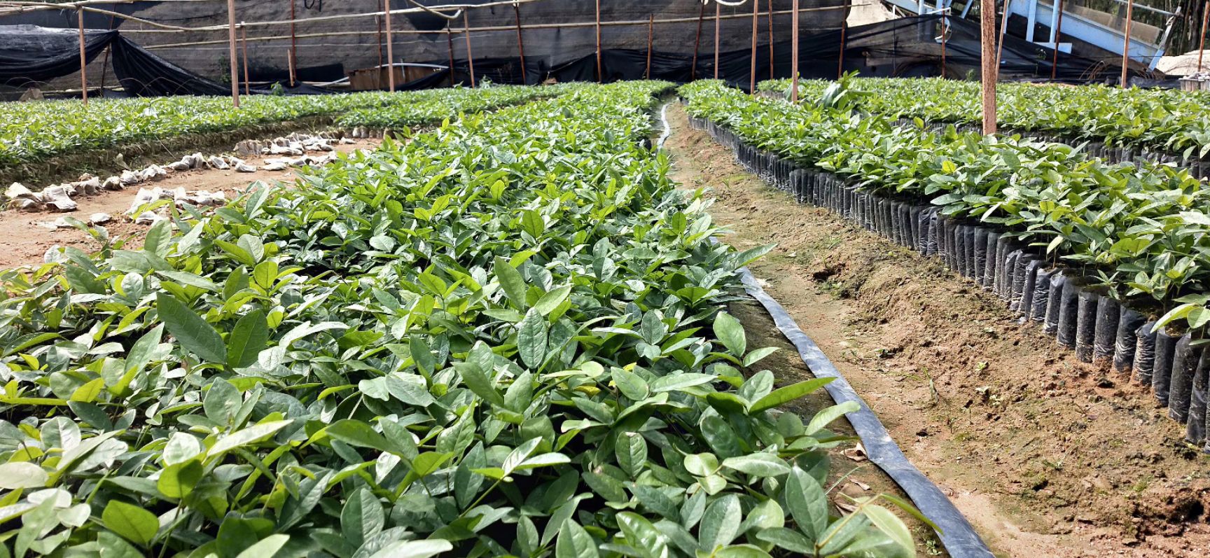 土茯苓苗牛大力苗苗果绿植五指毛桃带营养杯绿叶苗场