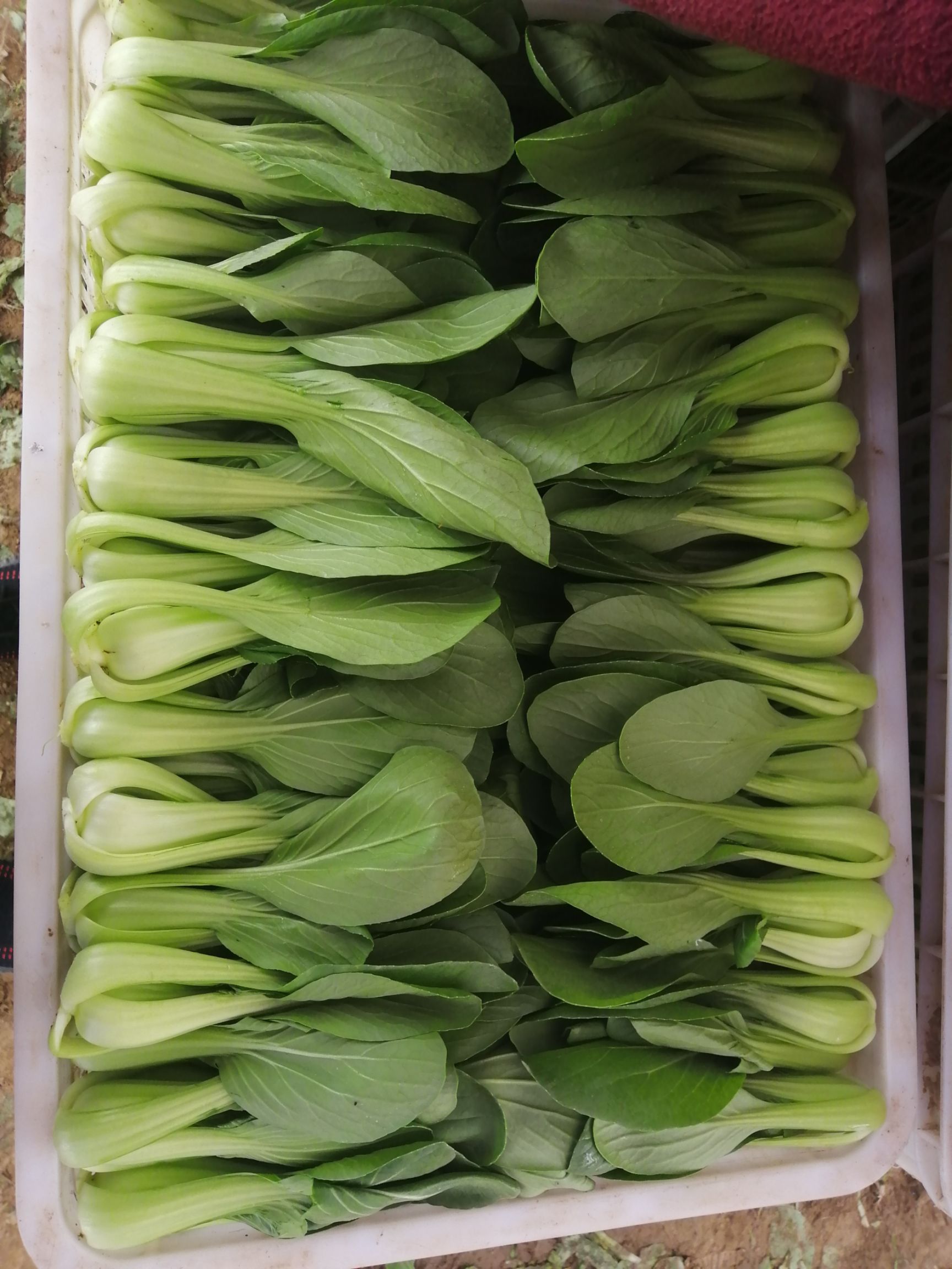 精品油菜上海青陆地油菜