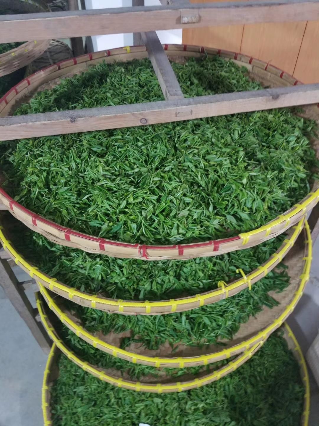 广元纯黄茶 恒温长期保存