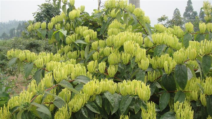 湘蕾金银花苗金银花大棚寸苗国家金银花最大产地湖南隆回小沙江