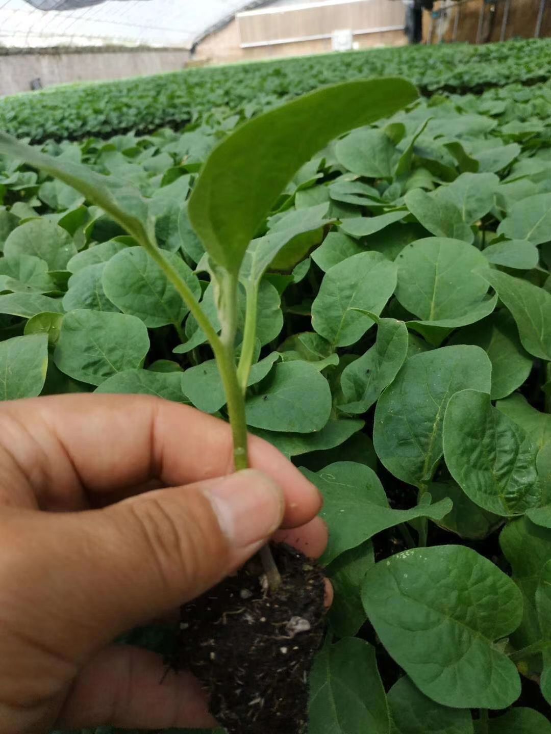 穴盘茄子苗,嫁接茄子苗