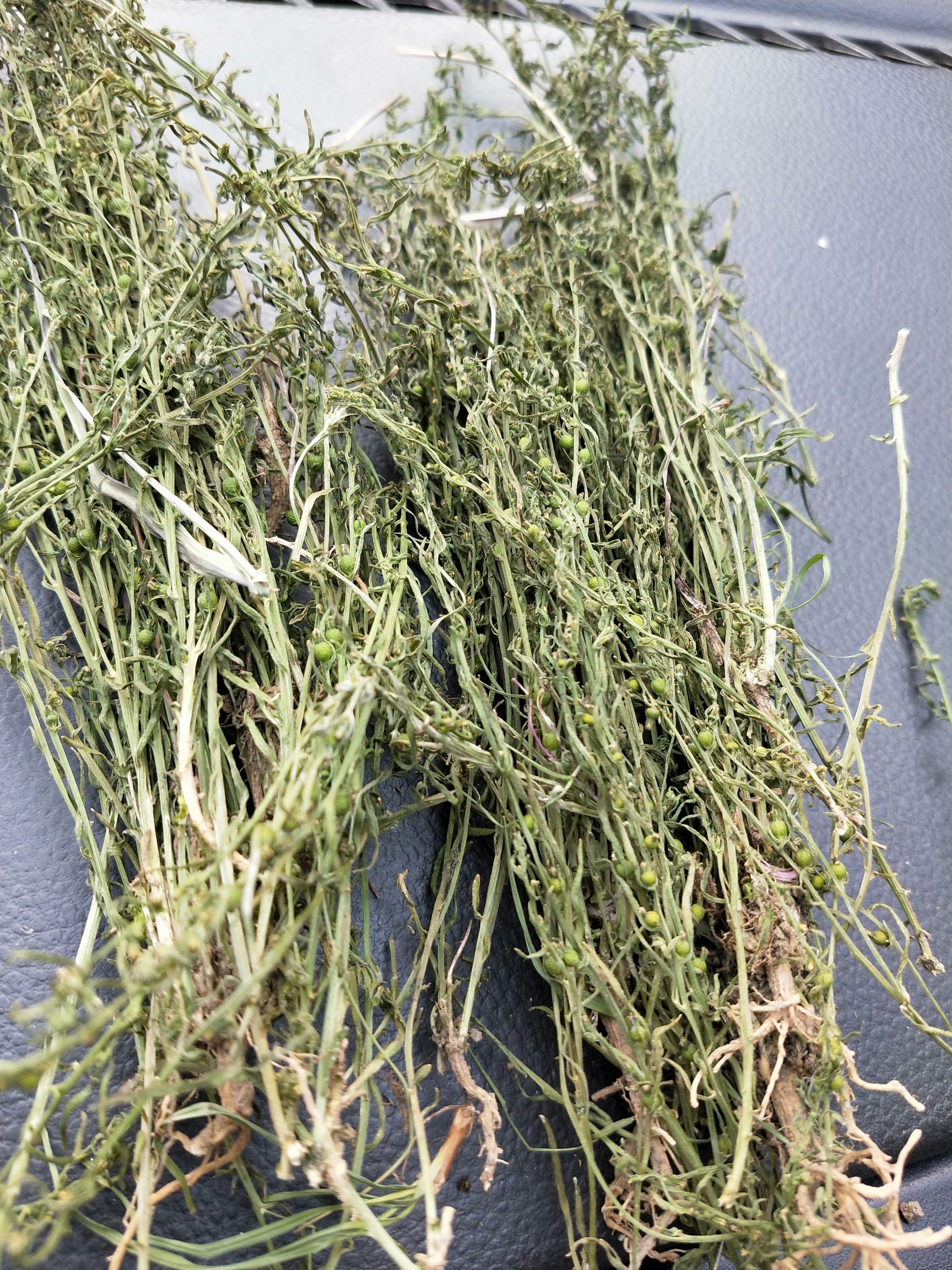 溪黄草 麦黄草