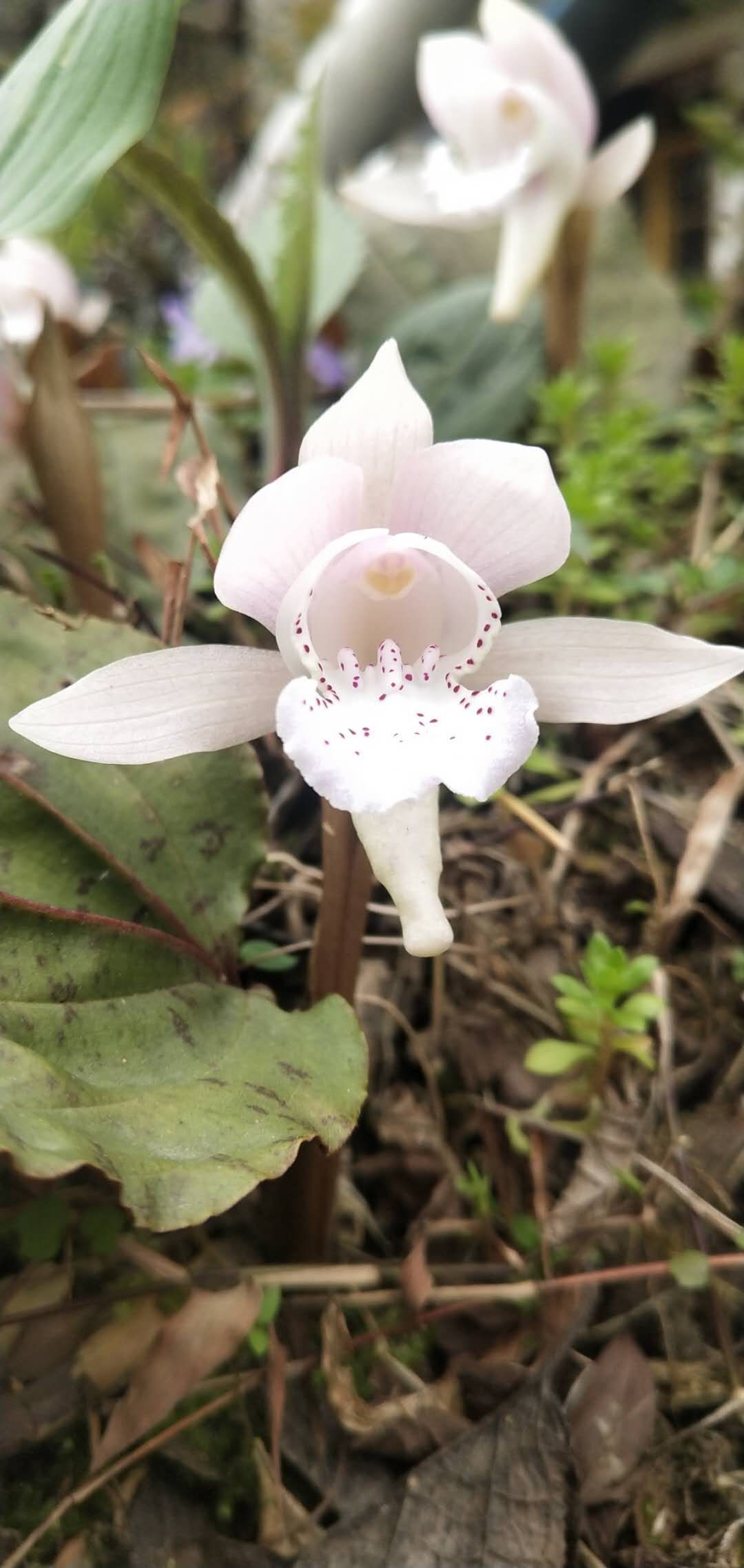 [独花兰批发]观赏兰花独花兰一独级叶一枝花苗室内阳台庭院盆栽花卉