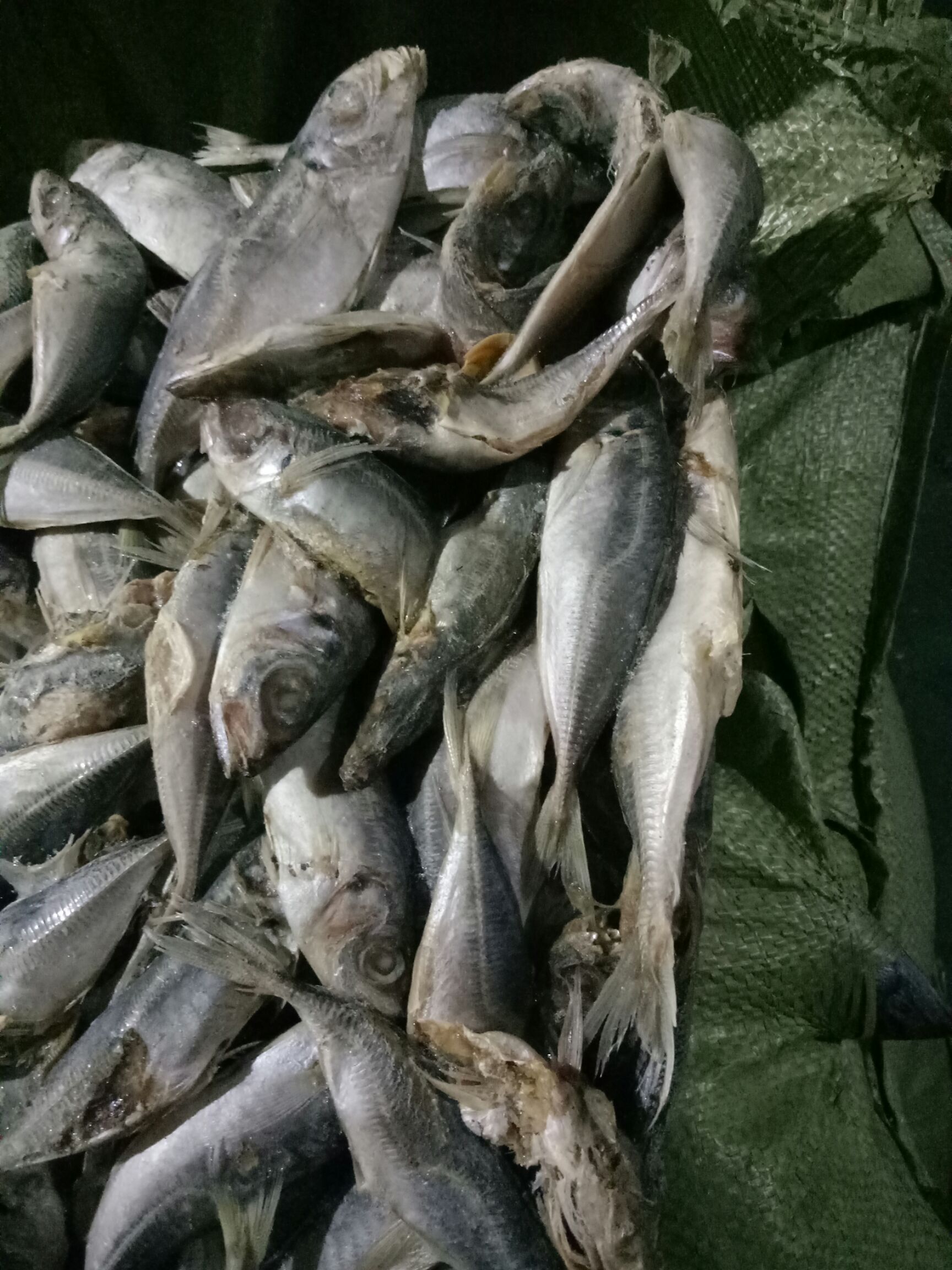 冷冻海鱼 批发