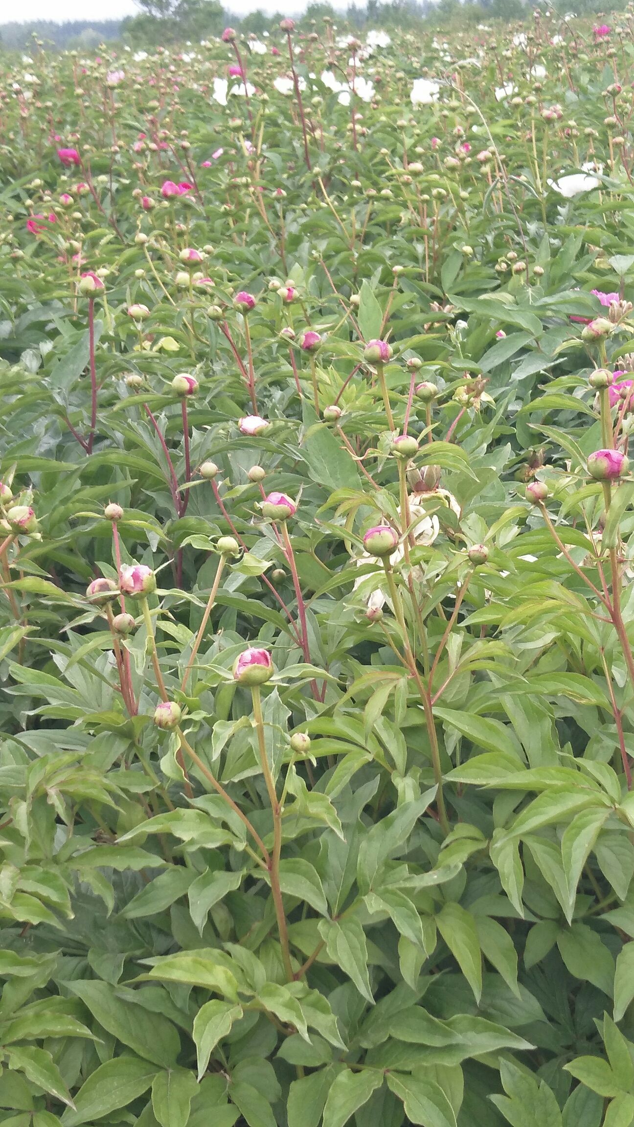 中药材赤芍 400亩赤芍既要既挖