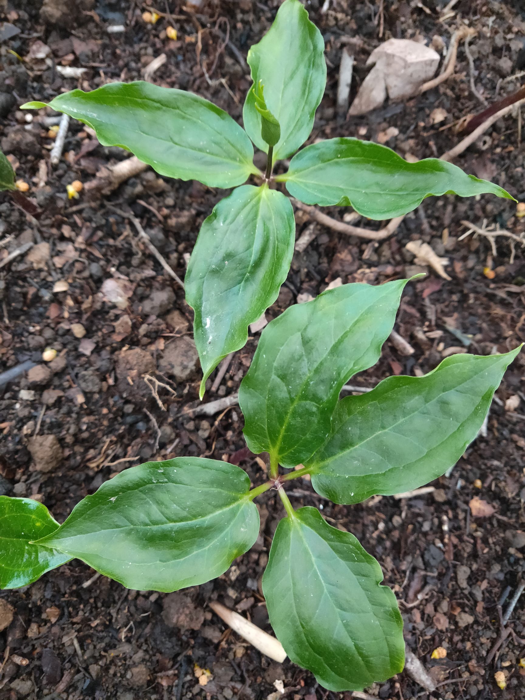 重楼种子花卉苗七叶一枝花重楼苗灯台七阳台庭院盆栽地栽七叶莲