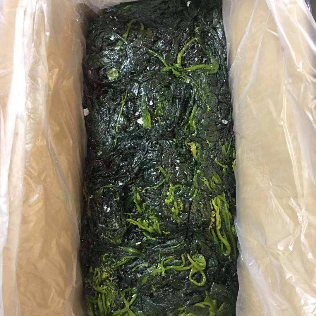 裙带菜 海带苗