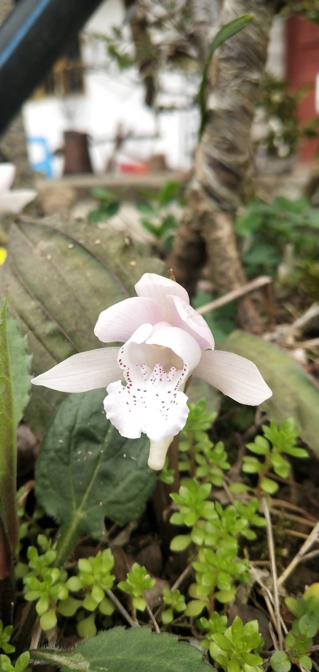 [独花兰批发]观赏兰花独花兰一叶兰独叶一枝花苗室内.