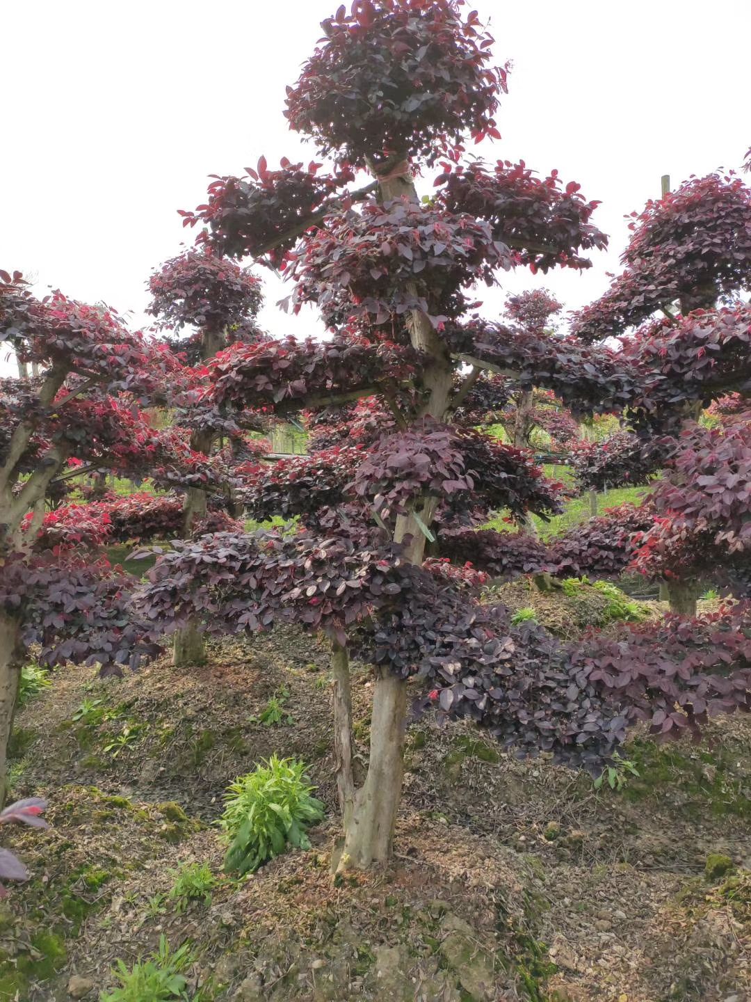 [红花继木造型树批发] 造型红花继木桩价格750元/株