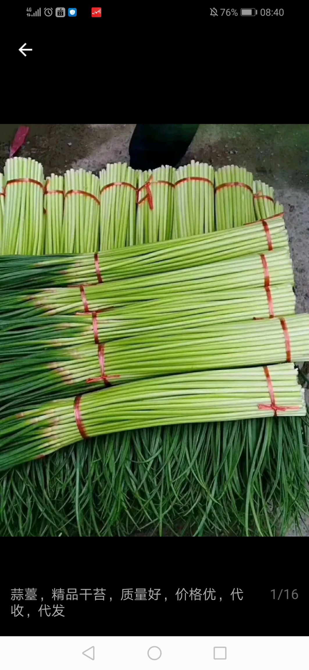 供应大厅  蔬菜 蒜苔