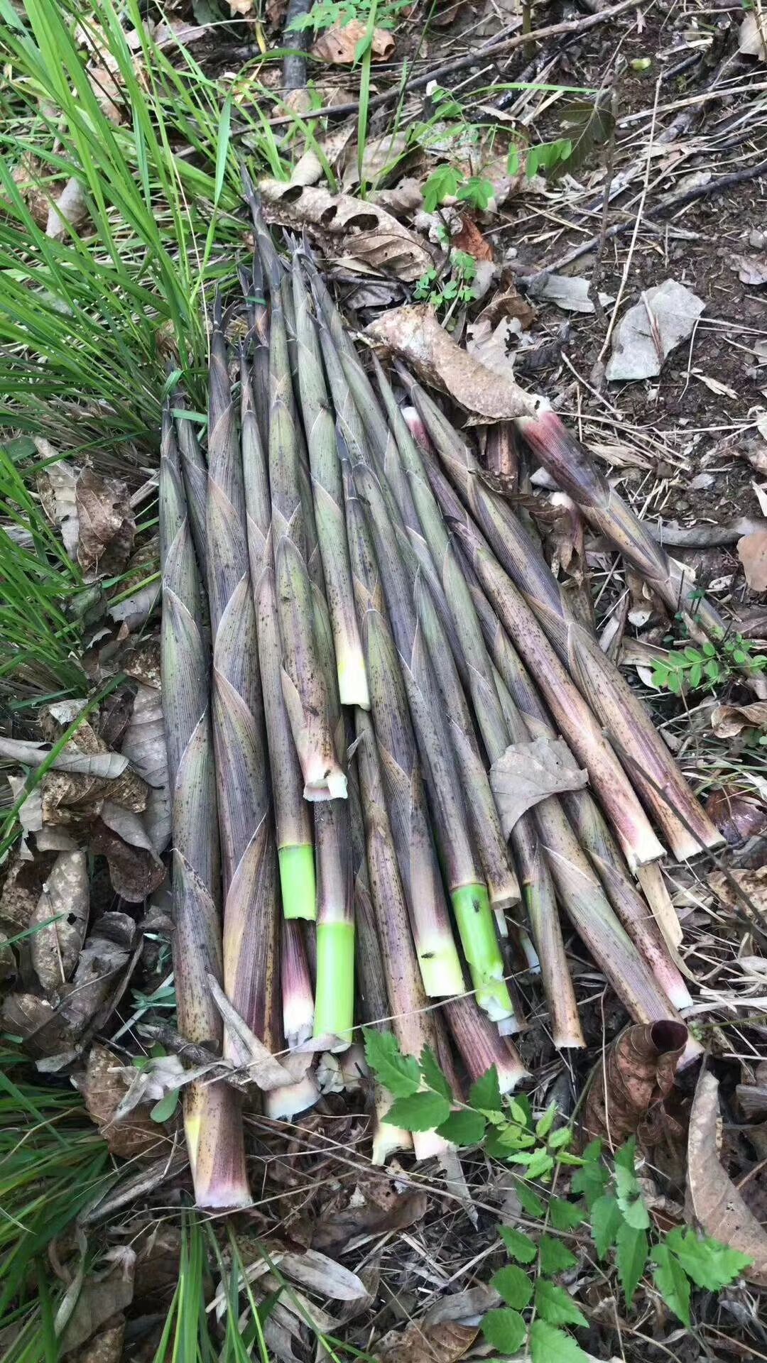 农村大山新鲜竹笋大量出售