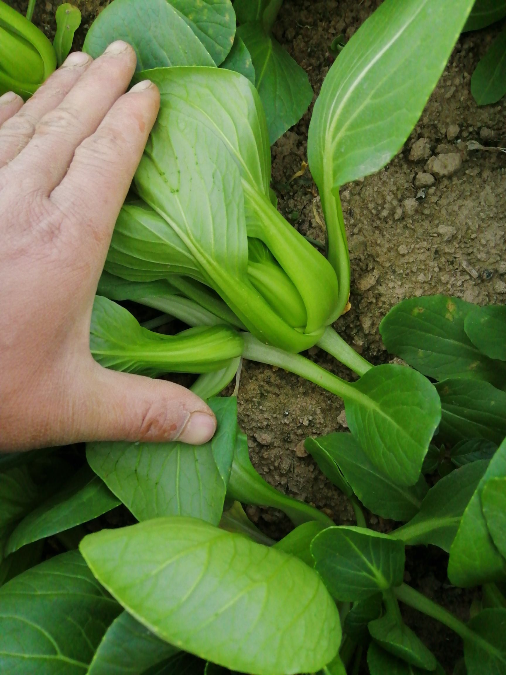 精品大棚油菜上海青