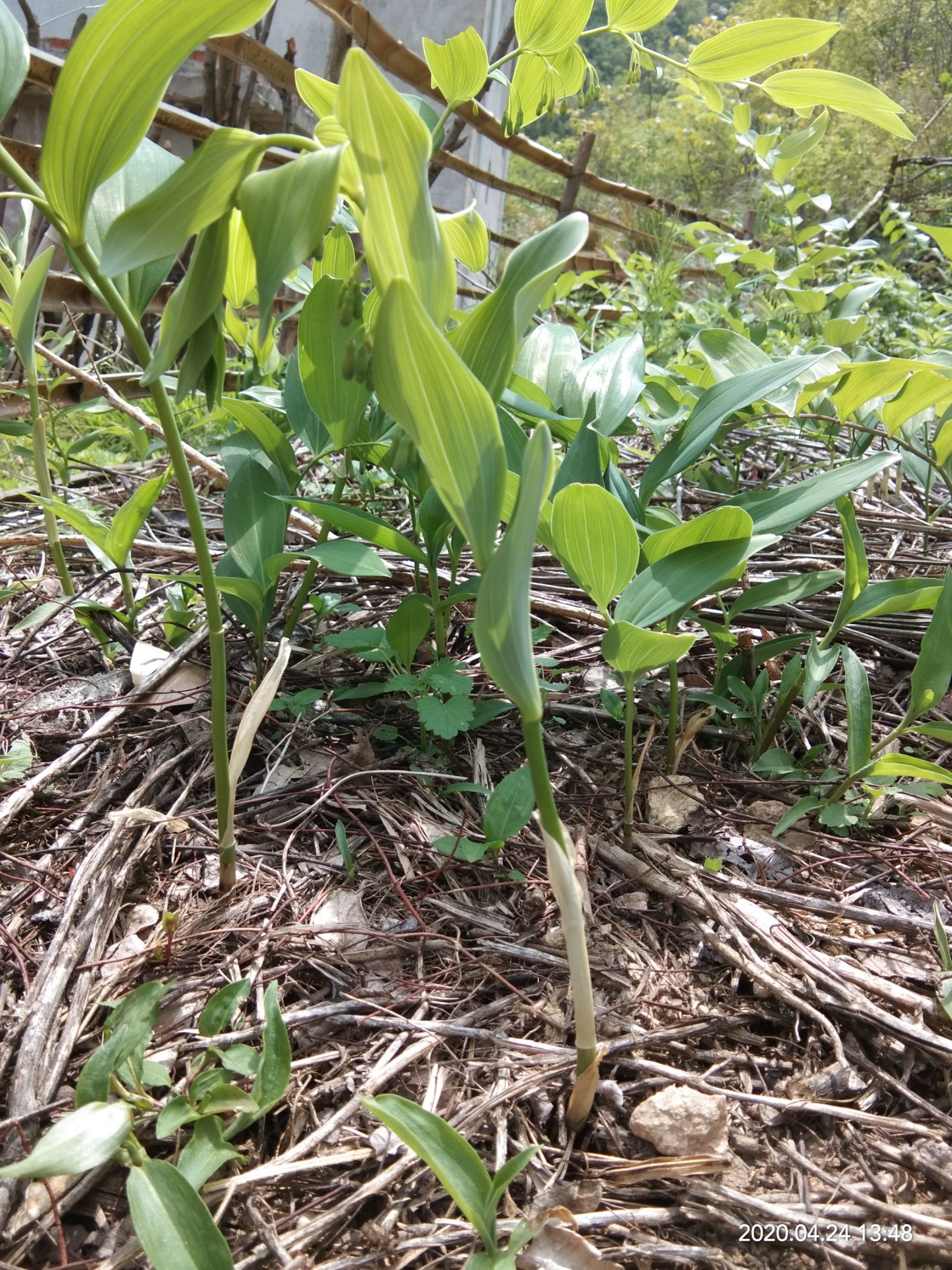 大别山黄精,长势喜人!