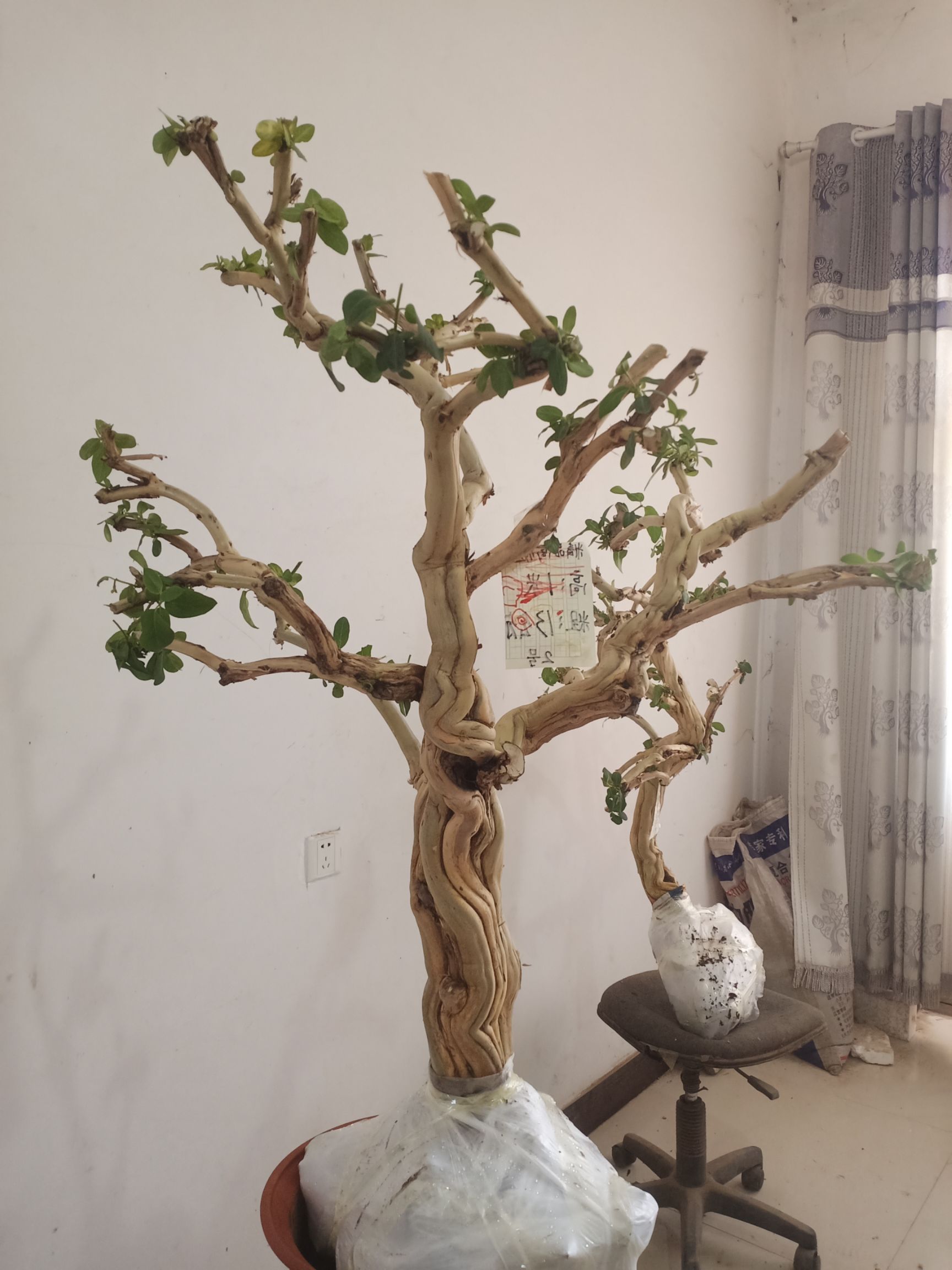 树形金银花 金银花老桩