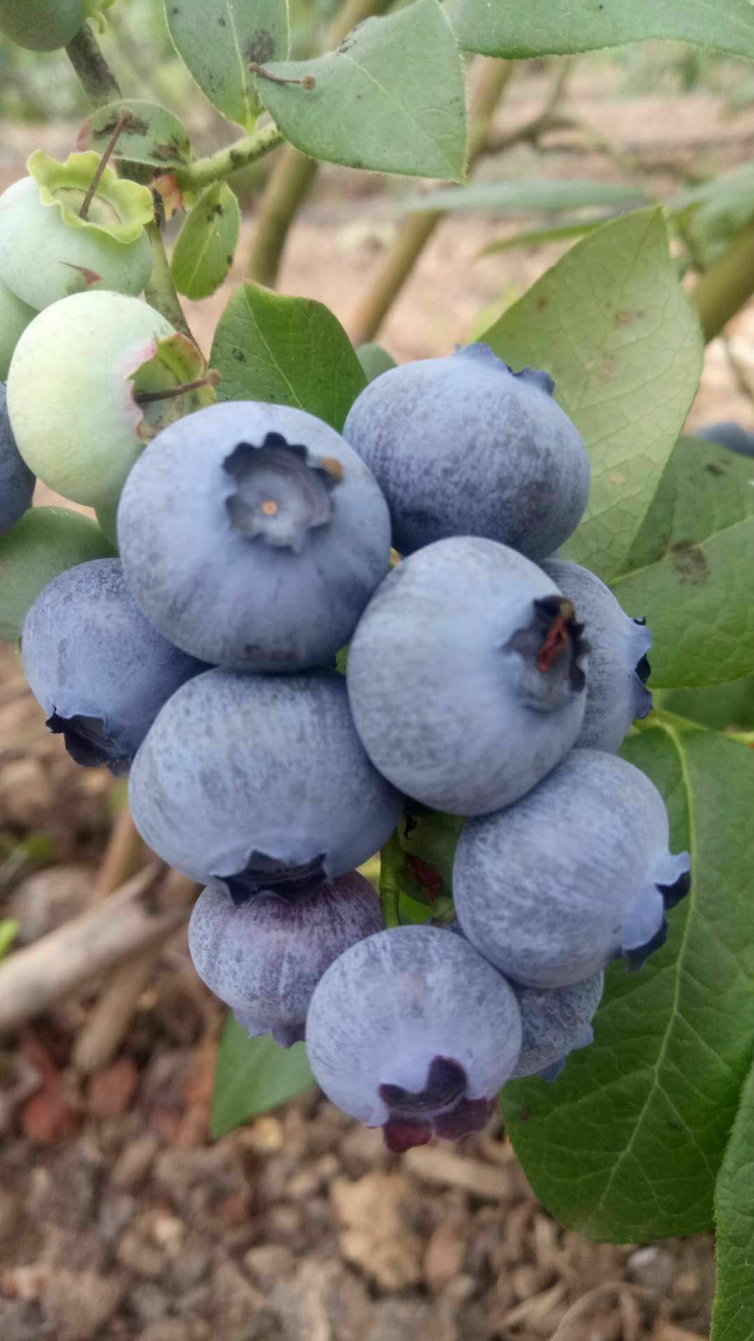 北陆蓝莓 物美价廉,好吃不贵,主要是新鲜口感杠杠的