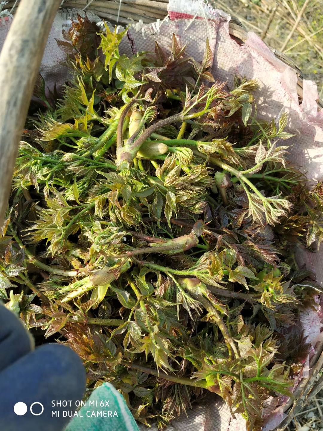 [刺老芽苗批发]刺老芽苗 出售刺嫩芽苗价格0.2元/棵