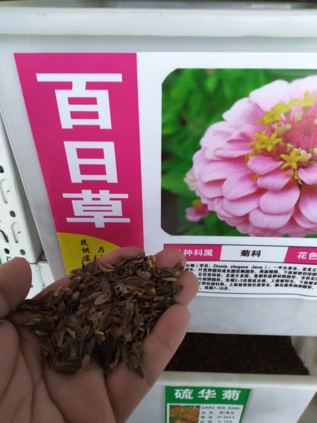 百日草种子价格 百日草种子批发 花期长