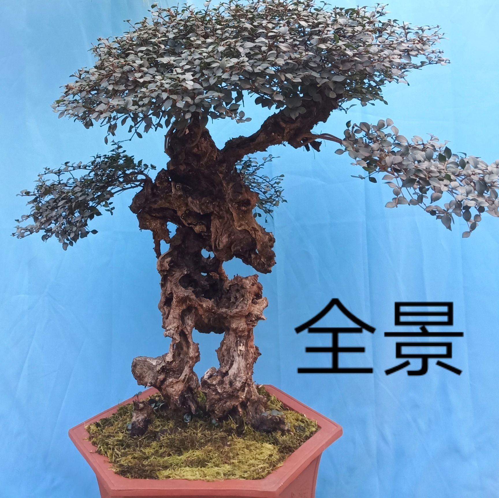 龟甲冬青 成活多年 低价出手 盆景 盆栽