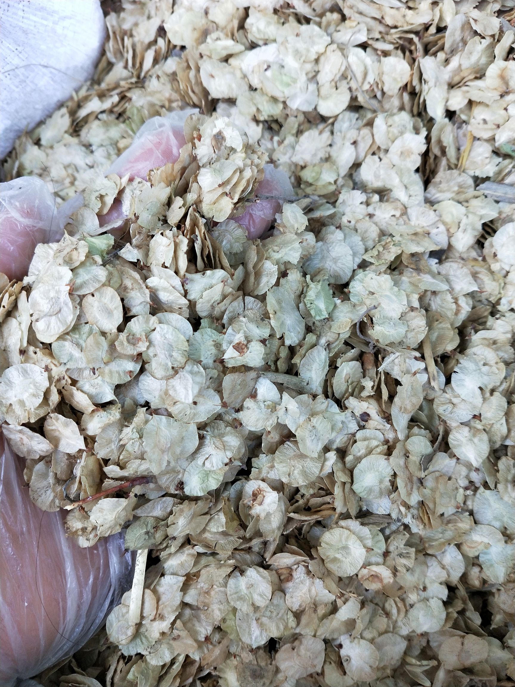 白榆种子 榆树子