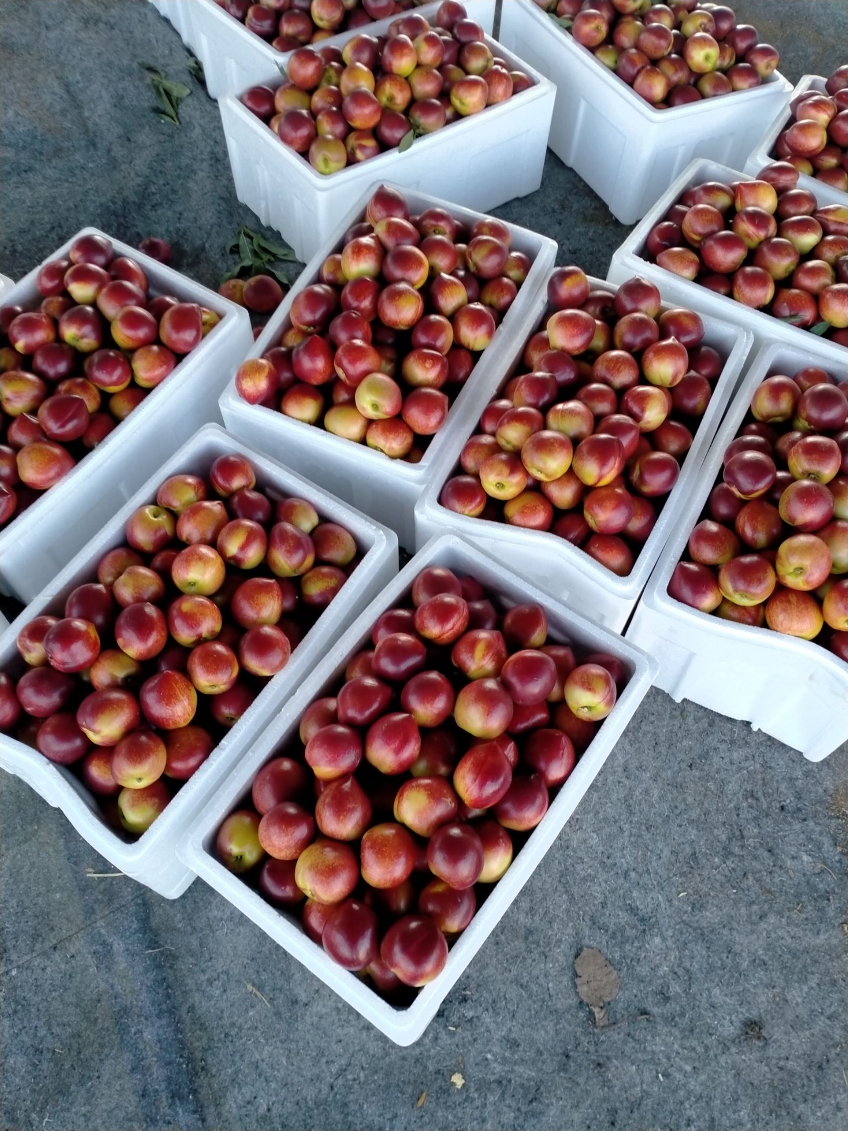 [126油桃批发] 大棚油桃大量上市价格1元/斤 - 惠农网
