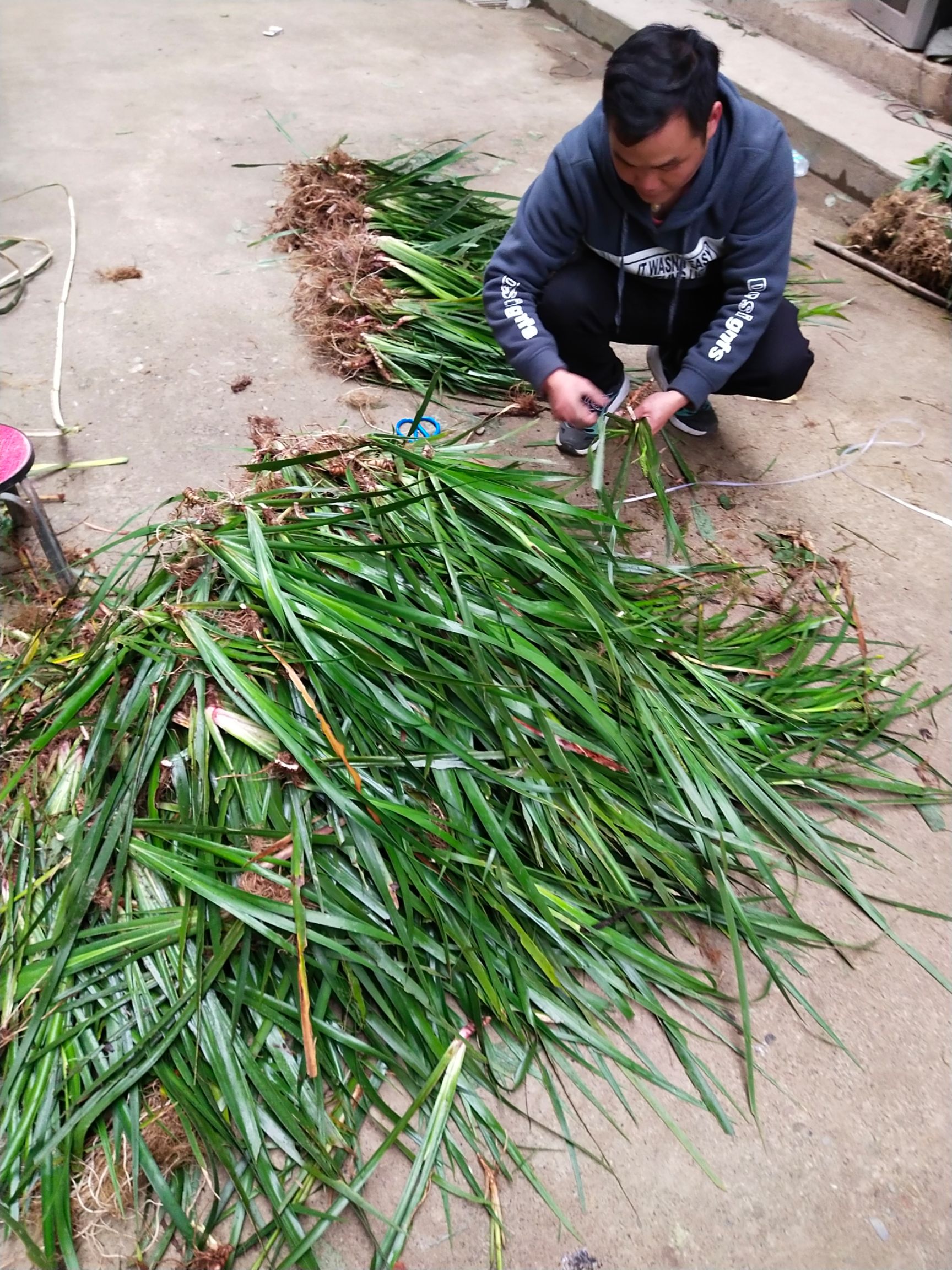 药用石菖蒲种苗,块茎供应