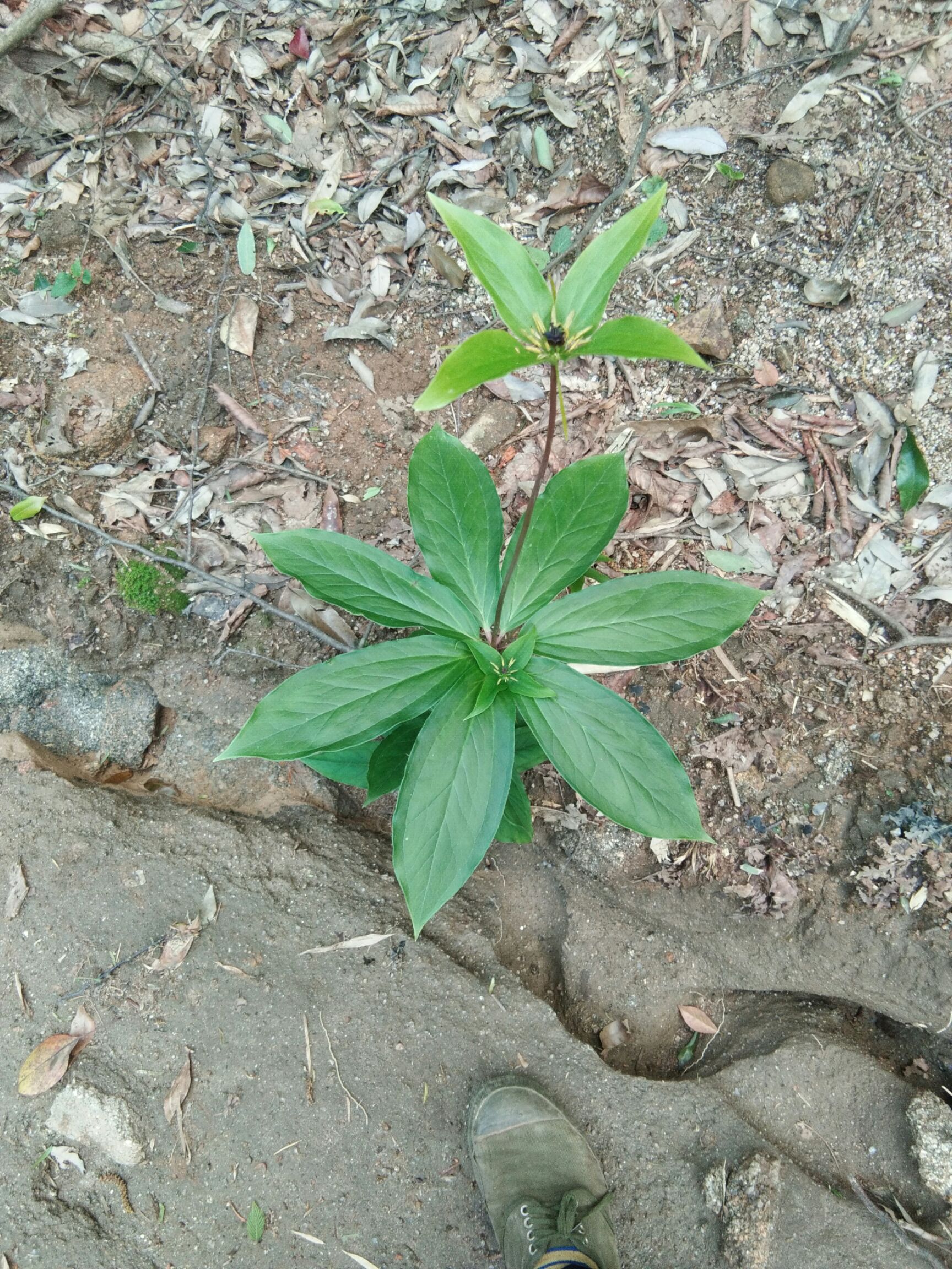 南重楼 七叶一枝花