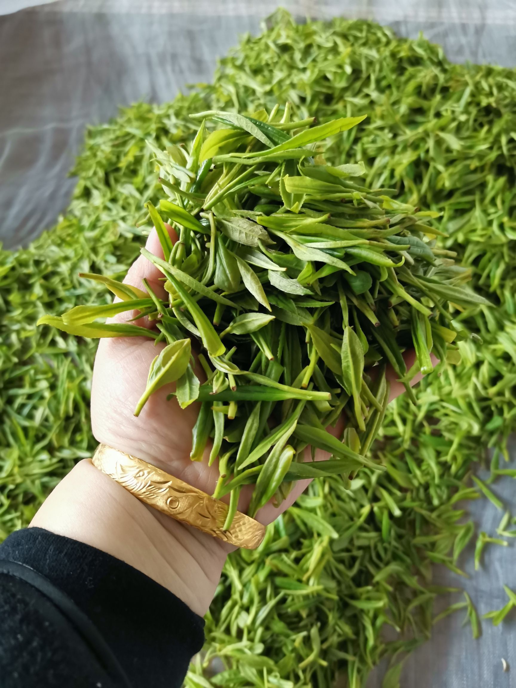 保靖黄金茶 保靖黄金1号谷雨茶
