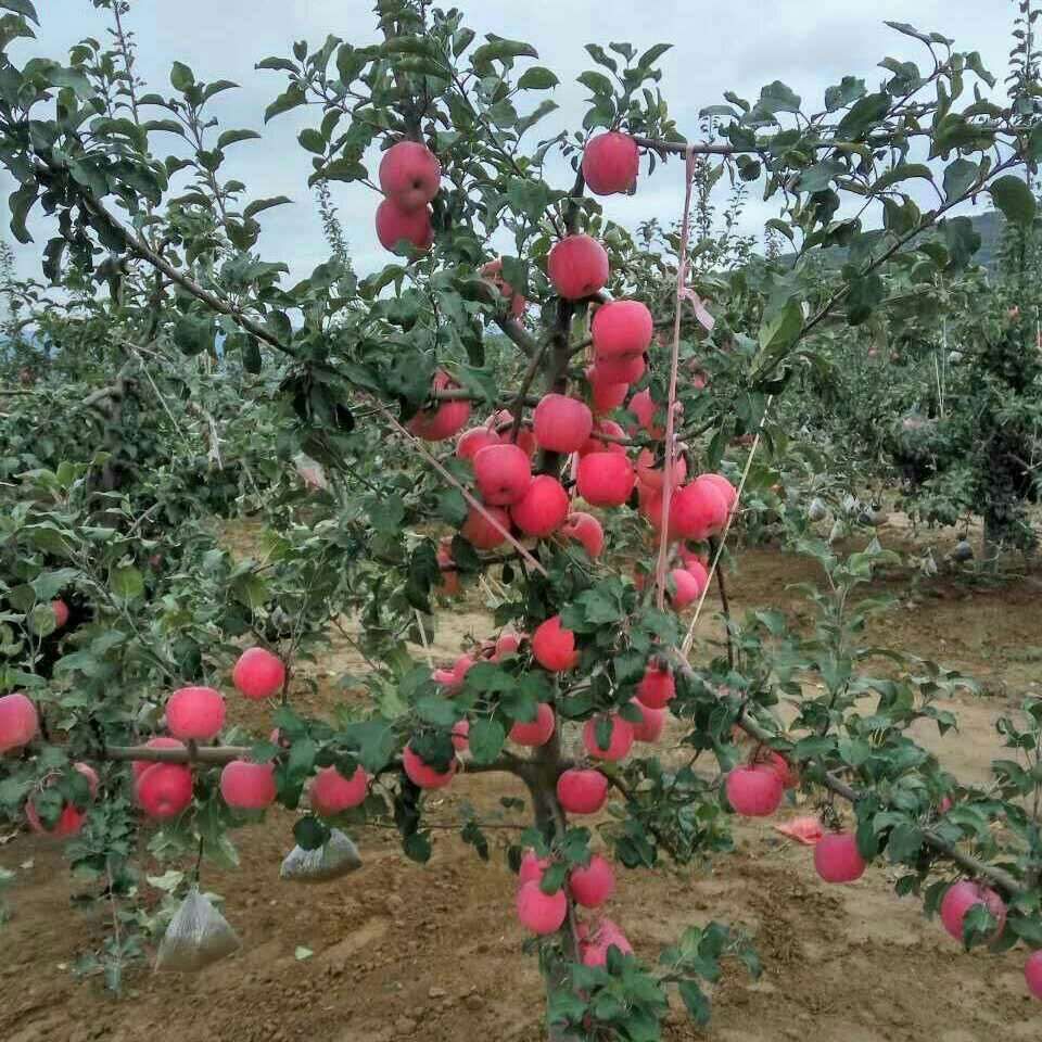 国家地理标志甘肃静宁红富士苹果产地直发