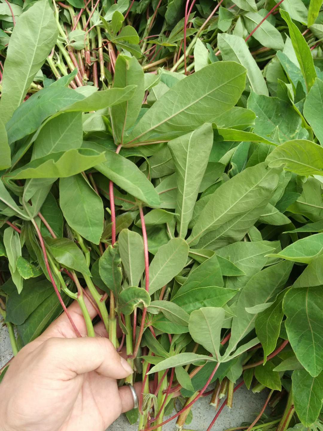 新鲜食用木薯叶 面包木薯叶子