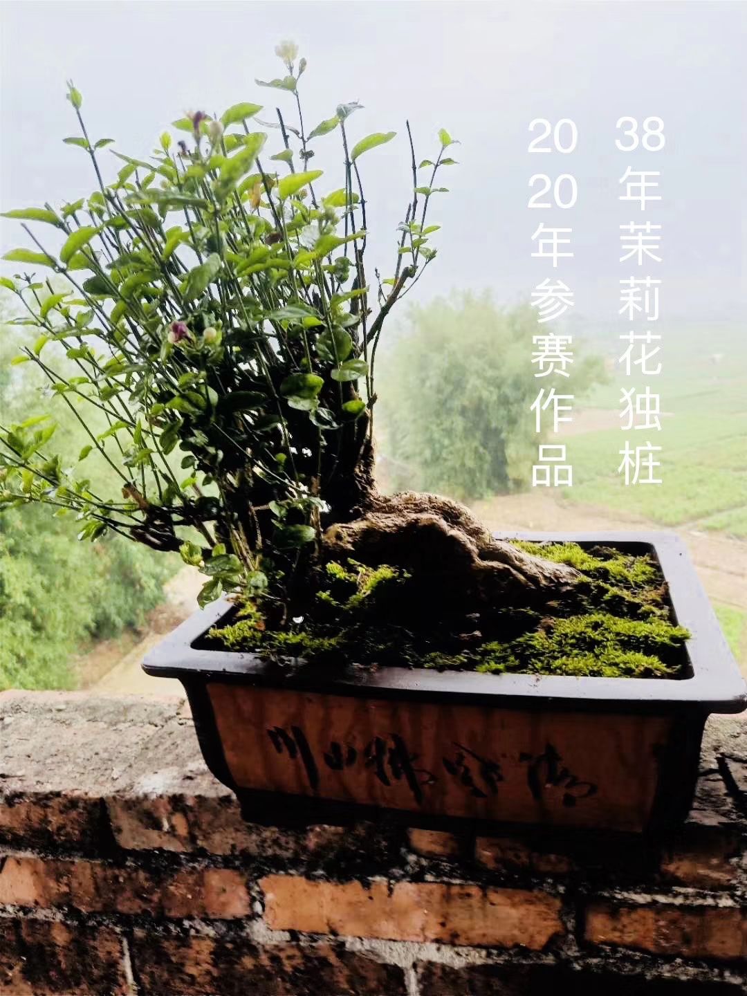 横县茉莉花老桩独杆盆景艺术 "