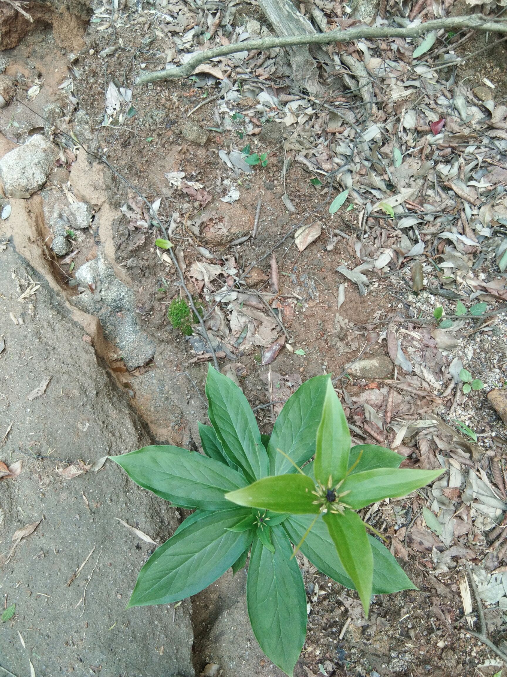 南重楼 七叶一枝花