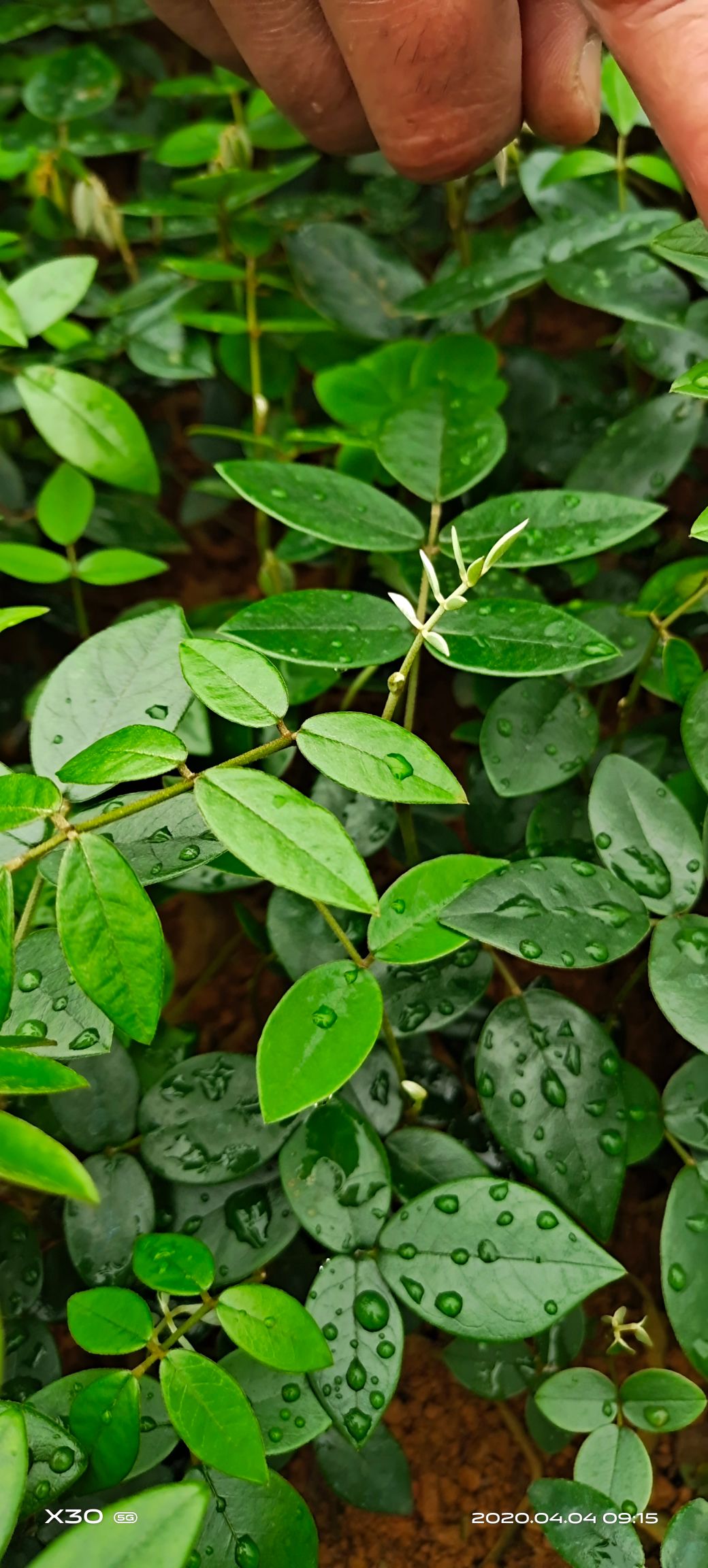 山豆根苗 中药材