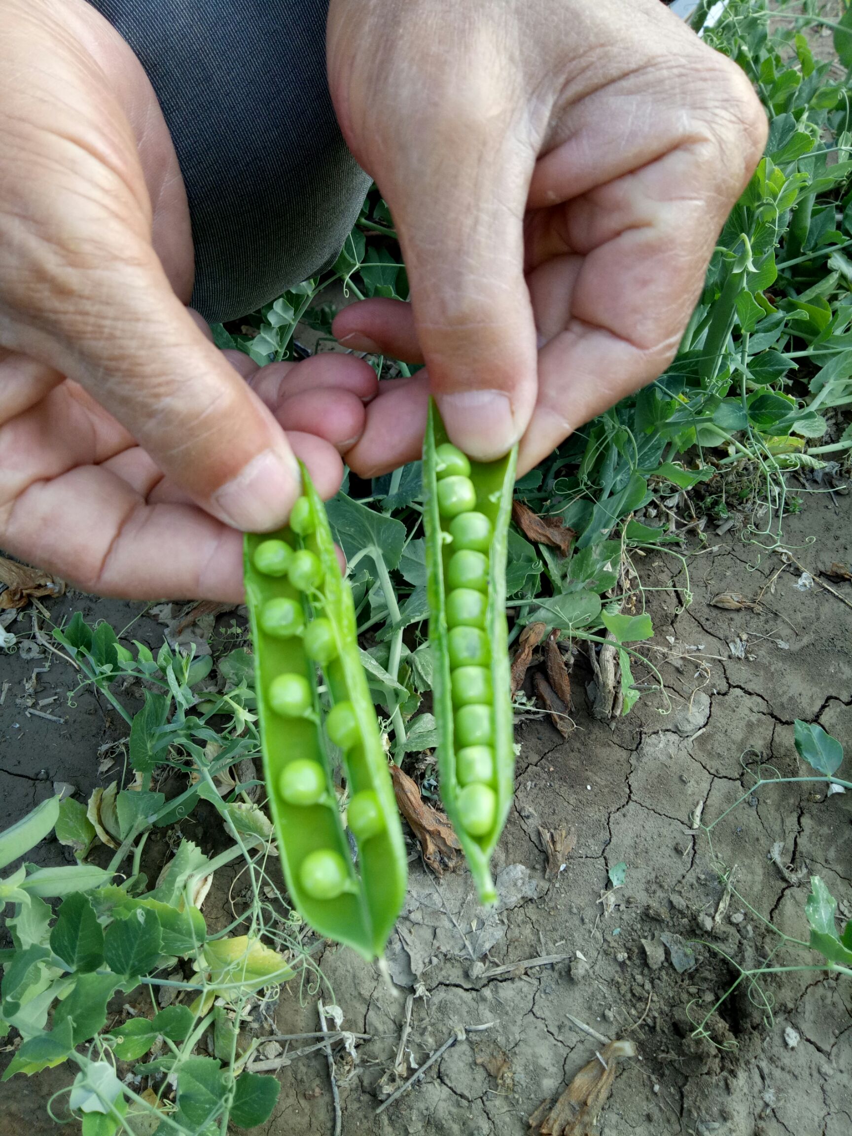 大豌豆荚