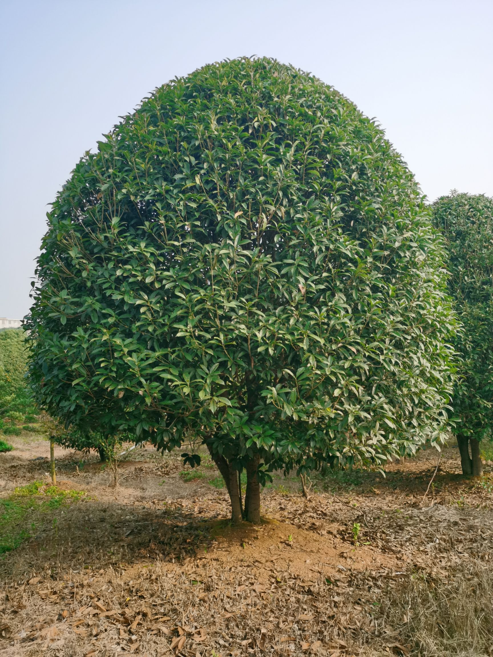 精品桂花树15～23公分八月桂四季桂丹桂桂林桂花树成都桂花